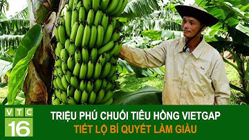 Triệu phú chuối tiêu hồng VietGap tiết lộ bí quyết làm giàu | VTC16