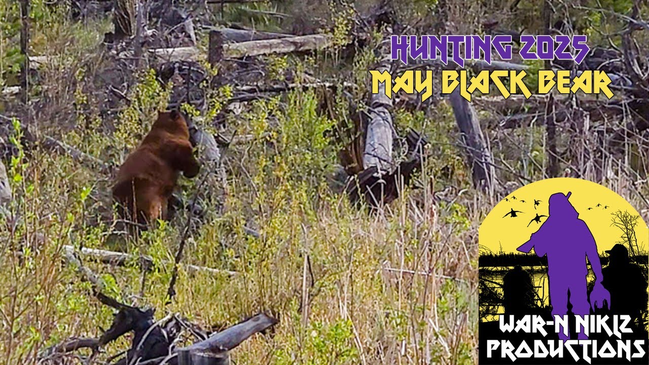 HUNTING 2025 - MAY BLACK BEAR - War-N Niklz