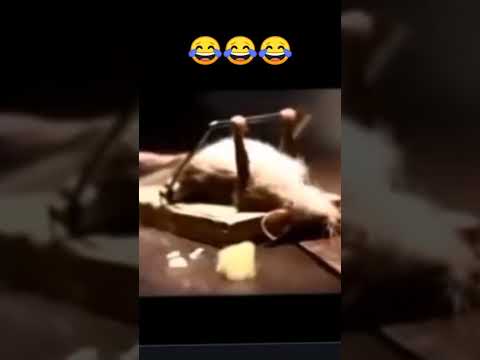 #юмор #шуточное #мем