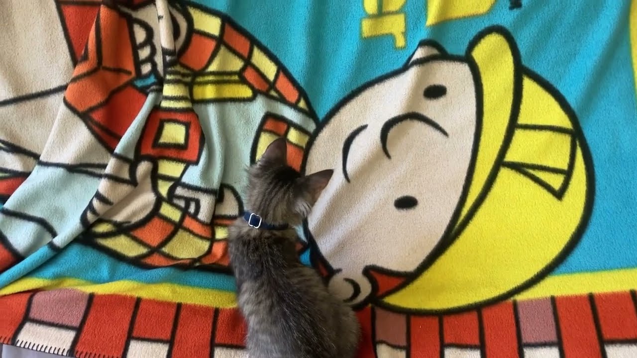 cat fights blanket