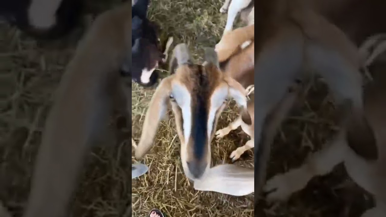 Займемся экотуризмом? Ласковые животные. Ферма коз. Запись по телефону +7 910 4622642. 