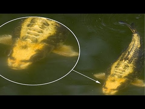 Vidéo: Un Poisson Mutant à La Tête Enflée A Effrayé Les Chinois - Vue Alternative