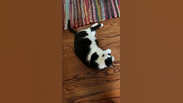 Catnip Mouse Intoxication #cat #cats #catshorts #catnip