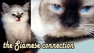 Pure Siamese cat with mixed kittens playful | Love the animals