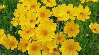 مناظر جميلة للورود مع موسيقى التشيلو الجميلة-Beautiful scenery of flowers with beautiful cello music screenshot 2
