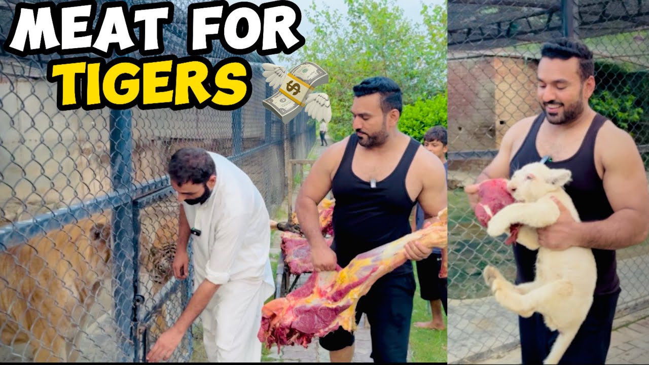 Tigers Ko Meat Khila Dia 🍖🥩🐅|Majnu Get Angry 😡
