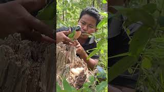 A Man Surprised To See Parrots Nest Part 02. #wildlife #birdfreaks #birdworld #birdspotter #nature