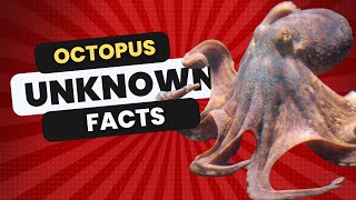 Octopus Unknown Facts (Full)