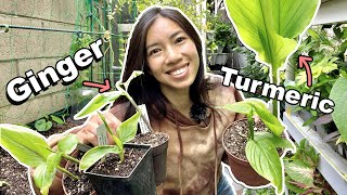 Rare Turmeric and Ginger Varieties You Need to Try! by Wendi Phan 2,996 views 10 months ago 17 minutes