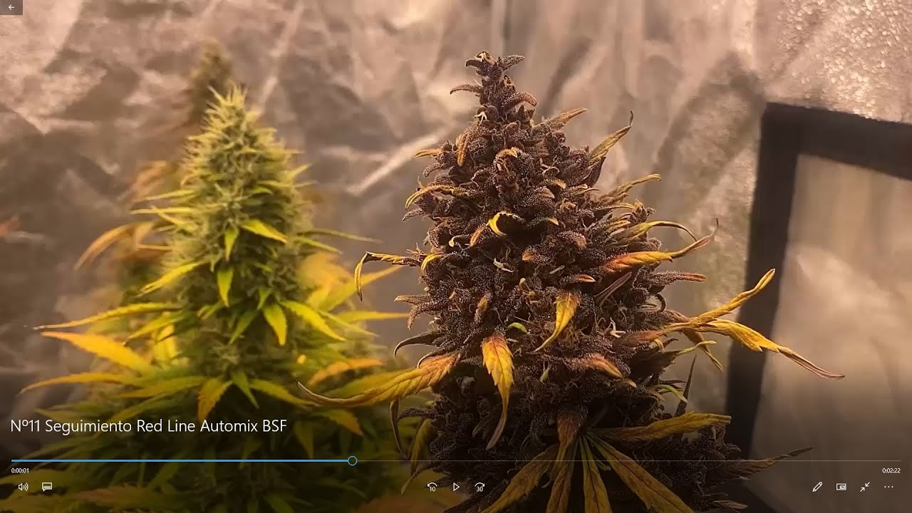 Nº11 Seguimiento Red Line Automix BSF