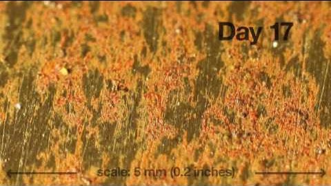 Rust Time Lapse on Steel