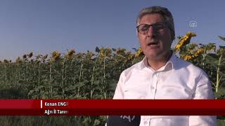 Ağrıda Ayçiçeği Ekimi Yaygınlaşıyor