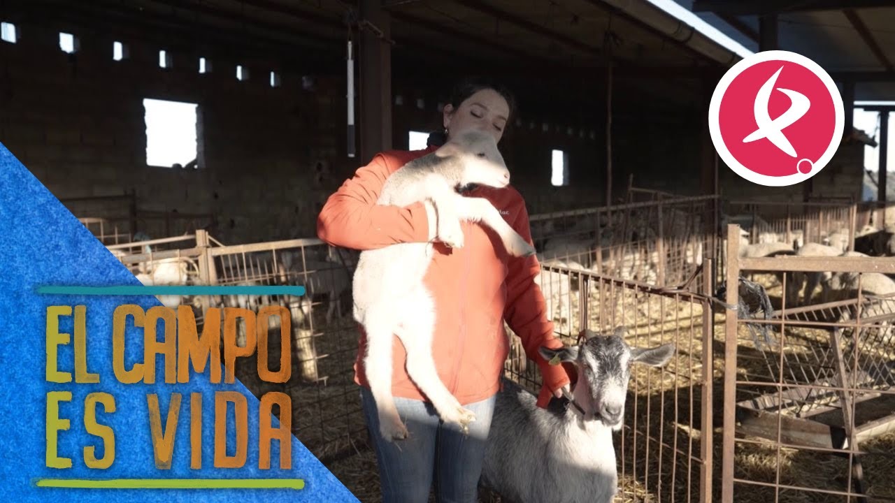 La curiosa historia de cómo una chiva ha adoptado a un borrego | El campo es vida