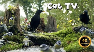 Cat TV for Cats to Watch 🐈 - THE BLACKBIRD BROTHERS🐦‍⬛11 hours 4K