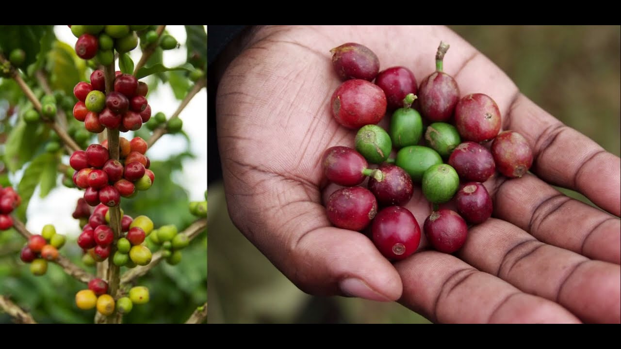 Welcome to DOTS CAFE Virtual Tour