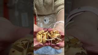 This is why you don’t throw away your avocado pits #shorts #nature #avocado #indoorplants