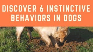 Discover 6 Instinctive Behaviors In Dogs