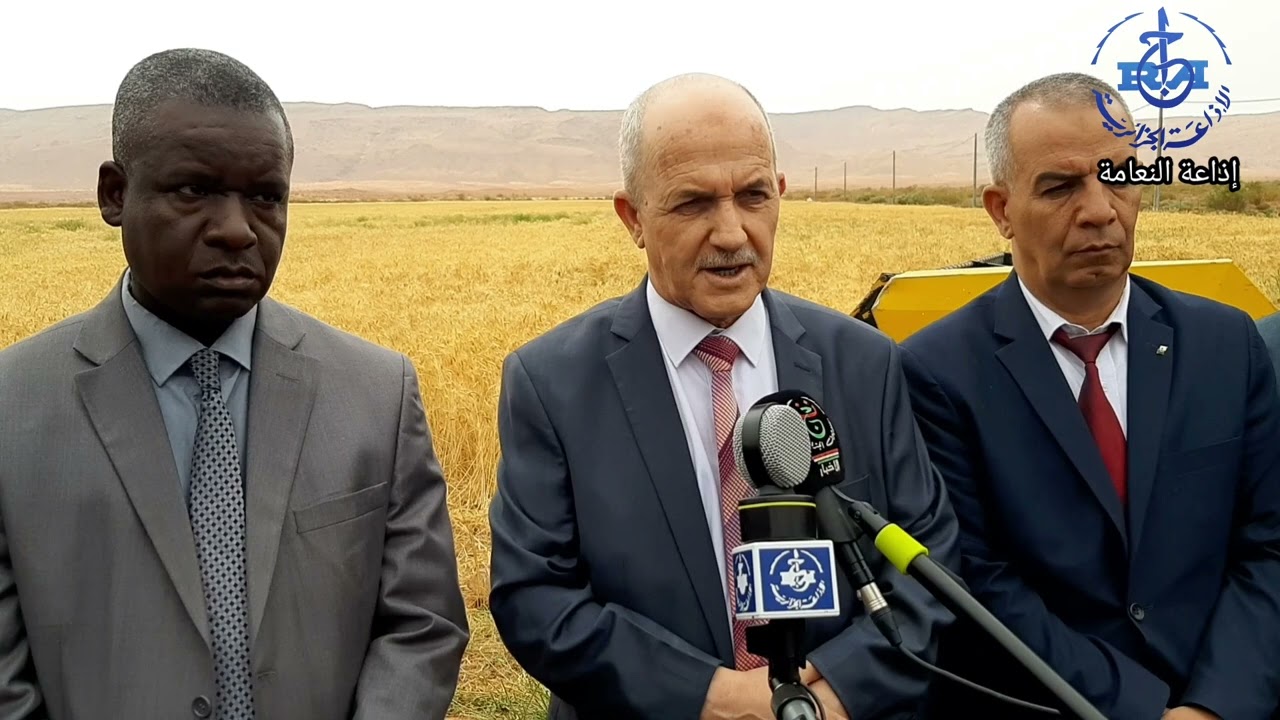 النعامة: توقعات بانتاج 20 الف قنطار من الحبوب خلال مرحلة الحصاد والدرس لهذا الموسم