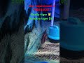 #everyone #monsterfish #monstartruck #fish #viral #arowanalovers #highlights #megaquarium #