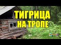 ВСТРЕЧА С ТИГРОМ | НОЧНОЙ ВОЯЖ | МОЛОДАЯ ТИГРИЦА И САЛАМАНДРА |ЖИЗНЬ В ТАЙГЕ