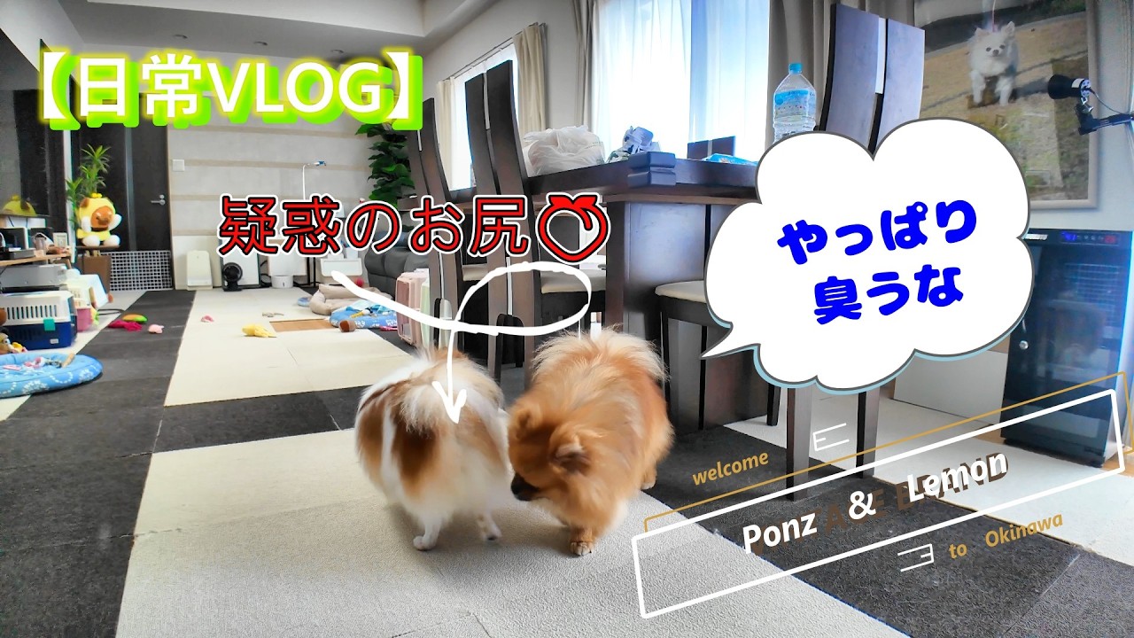 【疑惑のお尻ー日常VLOG】ぽんず&レモンが家族になって４３５日目（２０２５年９月２２日）【ポメラニアン/Pomeranian】