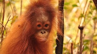 Cinta The Orangutan