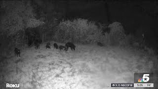 Girl recovering after being attacked by a wild hog | NBCDFW