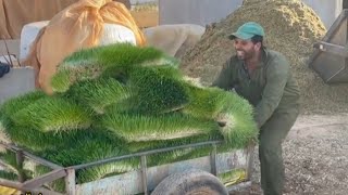 شاهد أكبر غرفة إنتاج الشعير المستنبت 🌾 في المغرب 🇲🇦 تنتج 2000 كيلو غرام يوميا