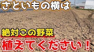 里芋※購入されないようご注意ください 楽天市場】里芋 里いも さといも サトイモ 山形 土芋 【 里芋