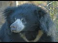 Living with Sloth Bears (English) A Film by Wildlife SOS