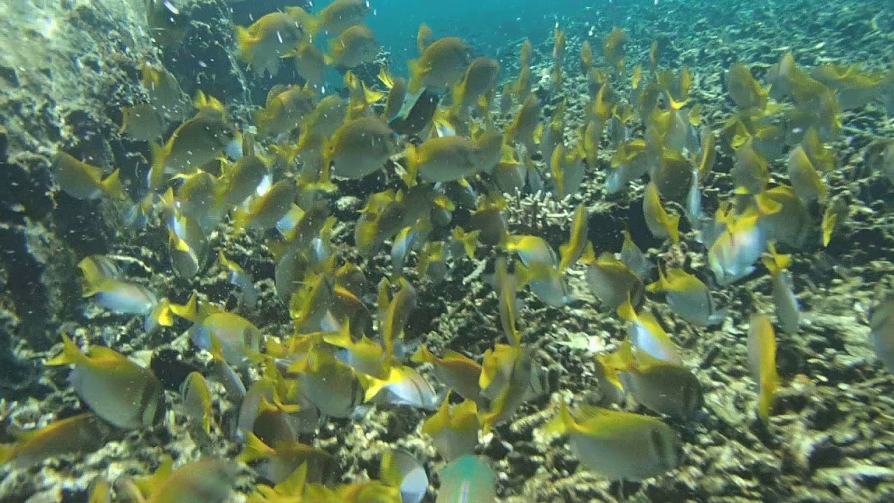 Snorkeling Koh Samui Thailand June 2018 vid 12 YouTube