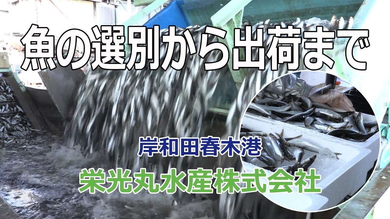 巾着網 巻き網漁 で獲れた鰯 イワシ や鯵 アジ など魚の選別から出荷まで Youtube