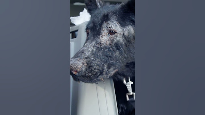 Rettungshund trifft wieder auf die Frau, die sie gerettet hat!