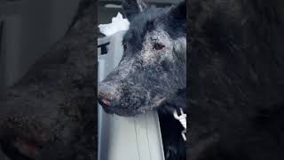 Rettungshund Trifft Wieder Auf Die Frau, Die Sie Gerettet Hat