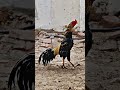 Sindhi Aseel t #officalvideo #viralshort #pakistan