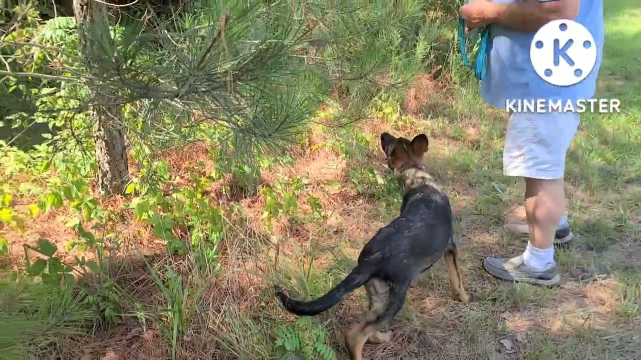 How To Train Puppy @4 months old To find Hidden Objects.