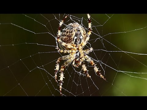 Common Garden Spider Youtube