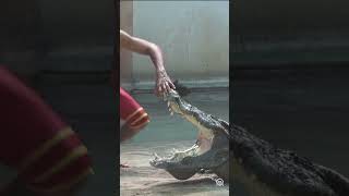 Thailand's largest crocodile farm welcomes visitors back after COVID closure