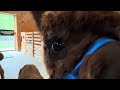 Rainstorm the Alpaca Munches on a Carrot