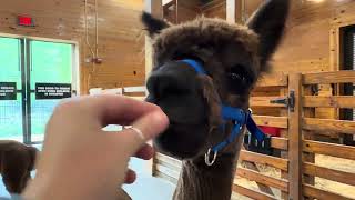 Rainstorm the Alpaca Munches on a Carrot