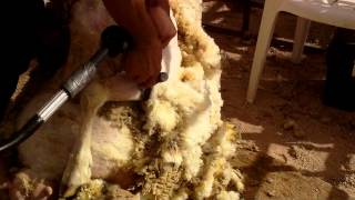 New Mexico county fair sheep shearing. part 2