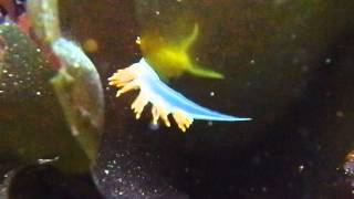 Opalescent Nudibranch (Hermissenda crassicornis) Navigating Seaweed