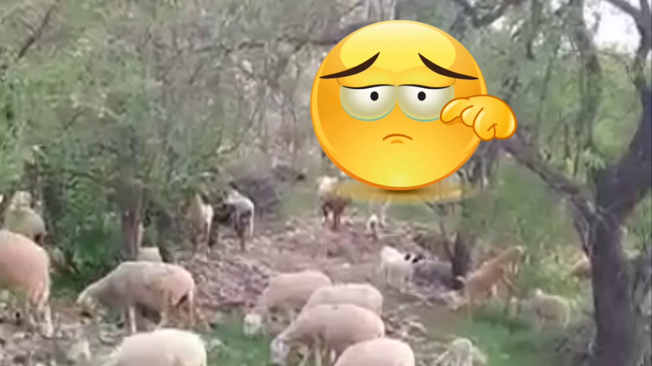 ابناء منطقة ايت صواب (  #تنالت# يناشدون جلالة الملك نصره الله 👍