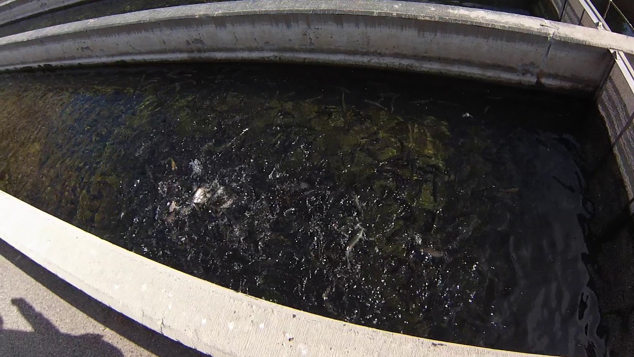 Rifle Mountain Park ~ Rifle Falls fish Hatchery Colorado.