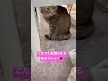 こたつ終了😿