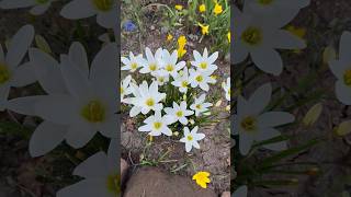 rain Lily blooming in my garden🌸 | Unlock More Rain Lily Blooms: The Power of Pruninggardening hacks