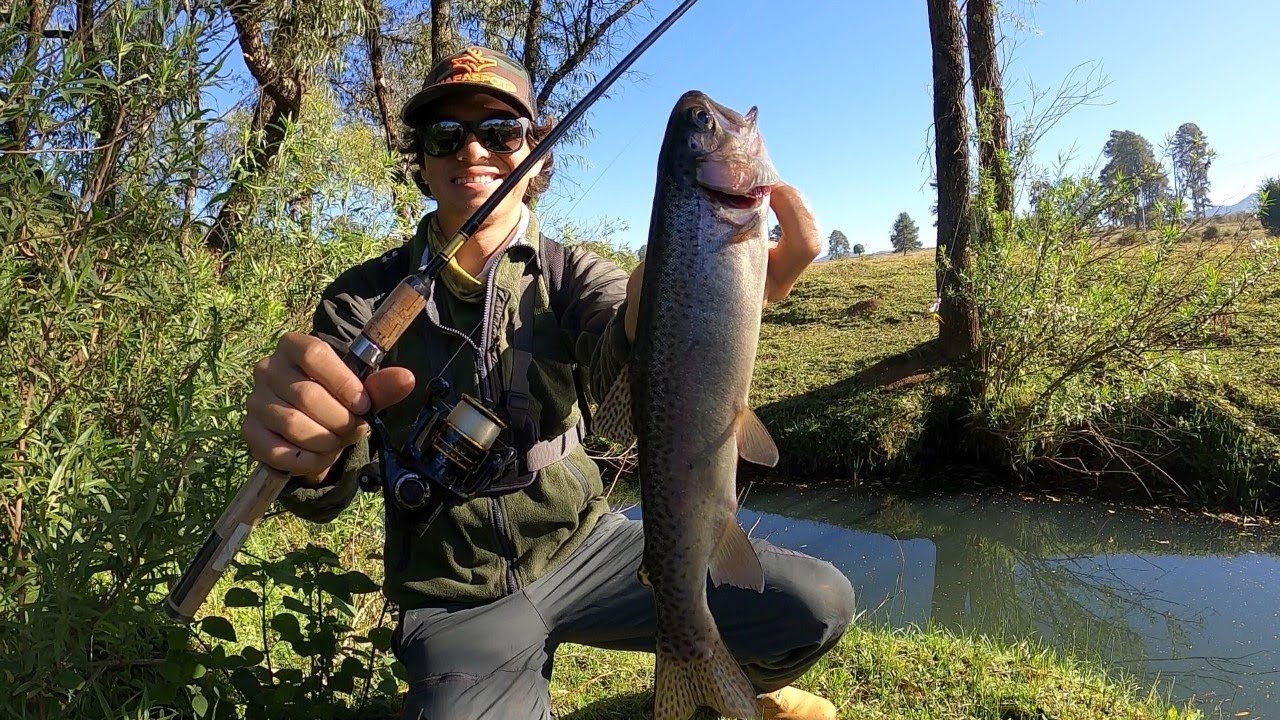 Pesca de la trucha