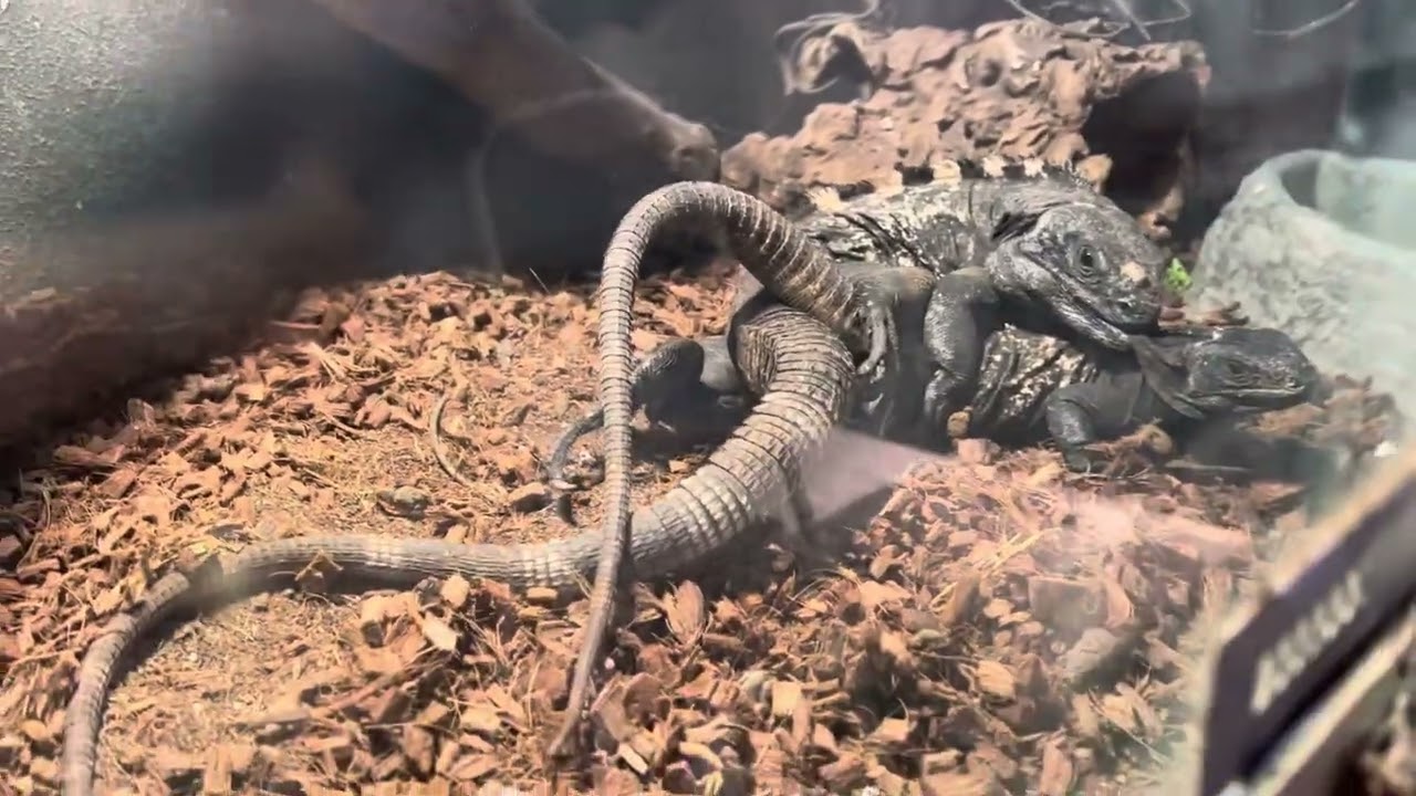 Roatan Spinytail Iguanas Breeding