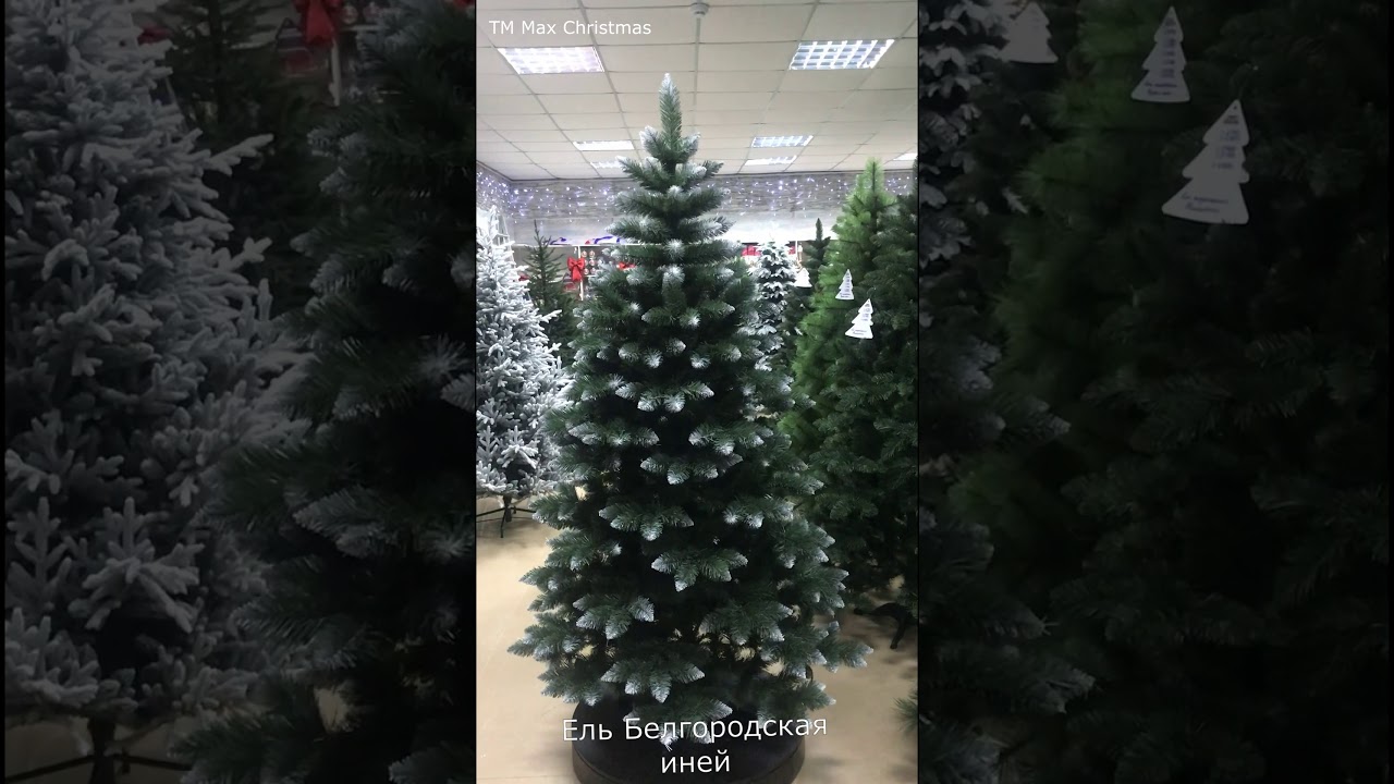 Магазин Елок В Белгороде