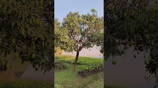 #nature #ayurvedaindia #forset #shoerts #video